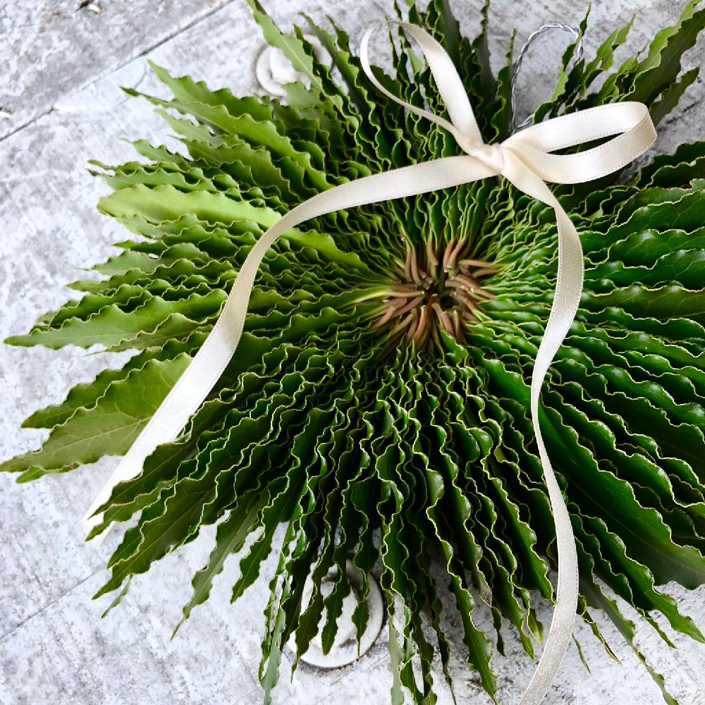 月桂樹の投稿画像 By Garden Lifeさん ローリエとベイリーフとフレッシュ ローリエと手作りとみどりのある暮らしとドライリース と剪定とgs映えと植中毒とハーブリースとキッチンハーブとハーブと月桂樹リースとリースとハンドメイドと手作りリースとローリエの葉と 月桂樹の投稿画像 By Garden Lifeさん ローリエとベイリーフとフレッシュ ローリエと手作りとみどりのある暮らしとドライリース と剪定とgs映えと植中毒とハーブリースとキッチンハーブとハーブと月桂樹リースとリースとハンドメイドと手作りリースとローリエの葉と