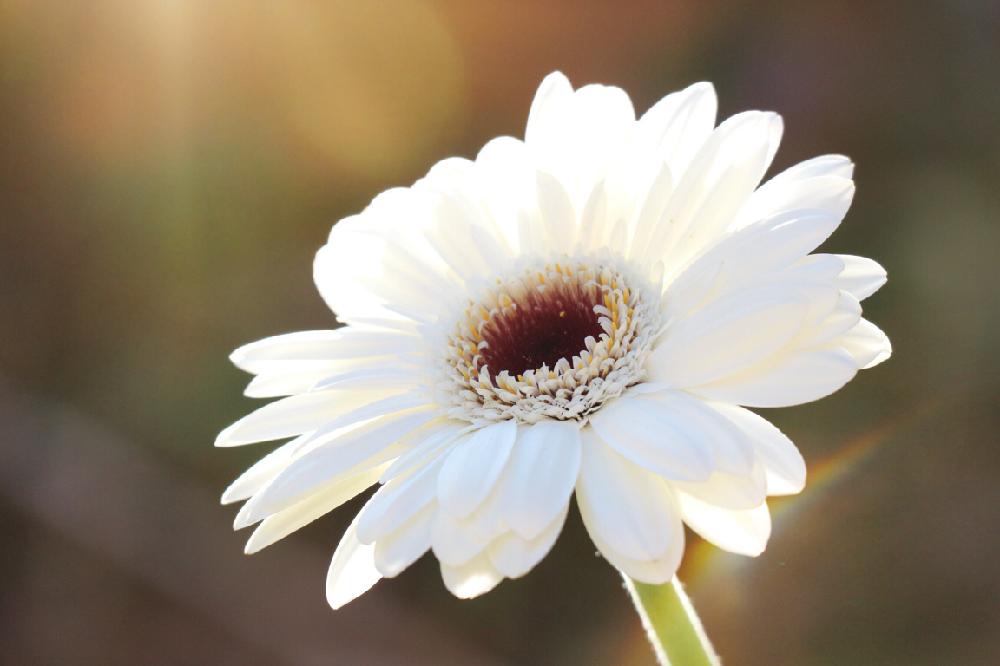 ガーベラの投稿画像 By Aliceさん きれいと植中毒と午後の日差しと花のある暮らしとかわいいと晴れと白い花と冬へと切り花と青空と 白色植物 コンテスト 17月12月31日 Greensnap グリーンスナップ