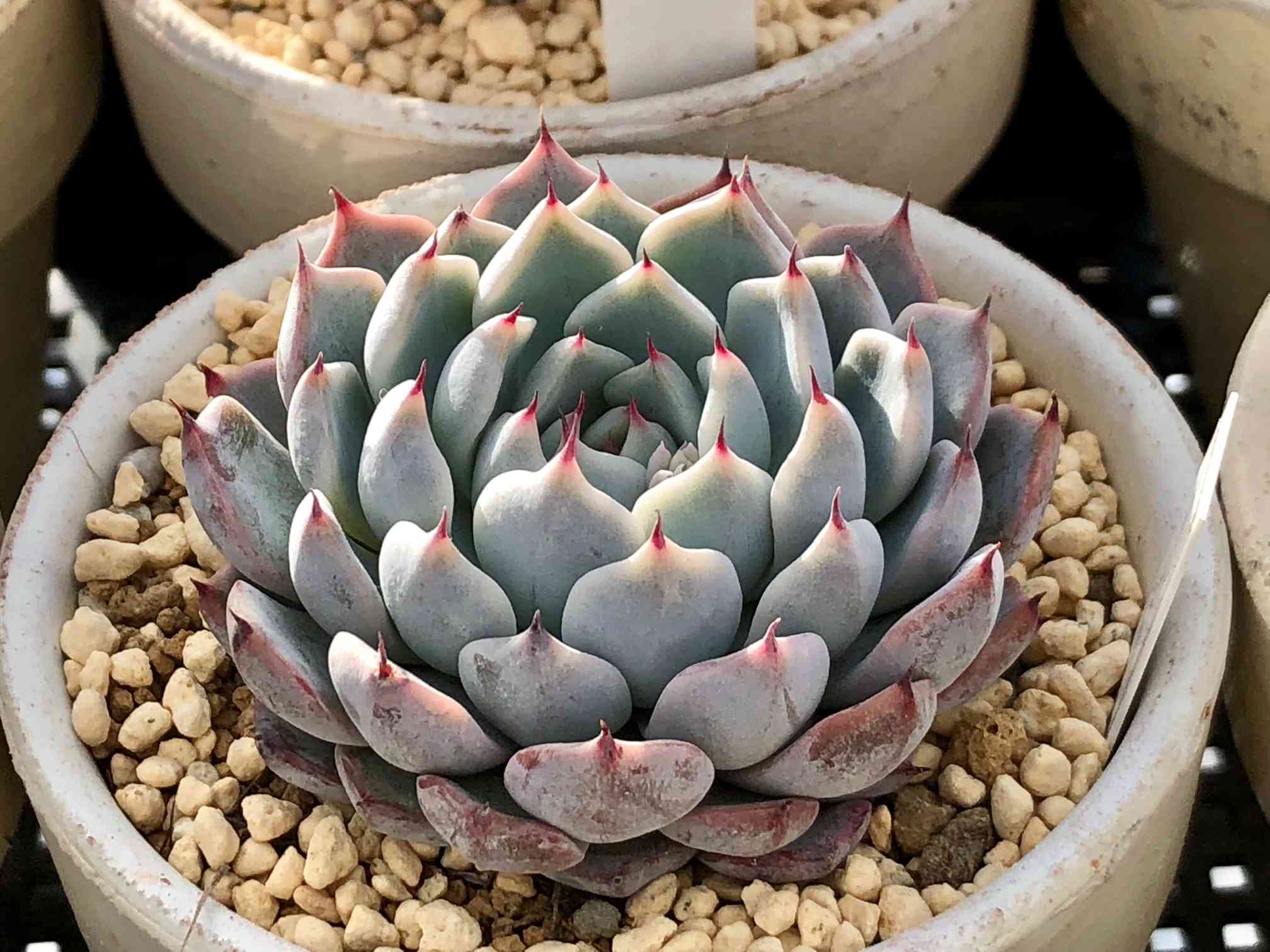 【錦玉園@9800】ブルースパイン(1苗) 錦玉園のBlueSpine交配 | こゆきさんちの多肉ちゃん