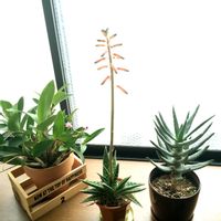 アロエディコドマ,キンギアナム,アロエ千代田錦,アロエ科,orchidの画像