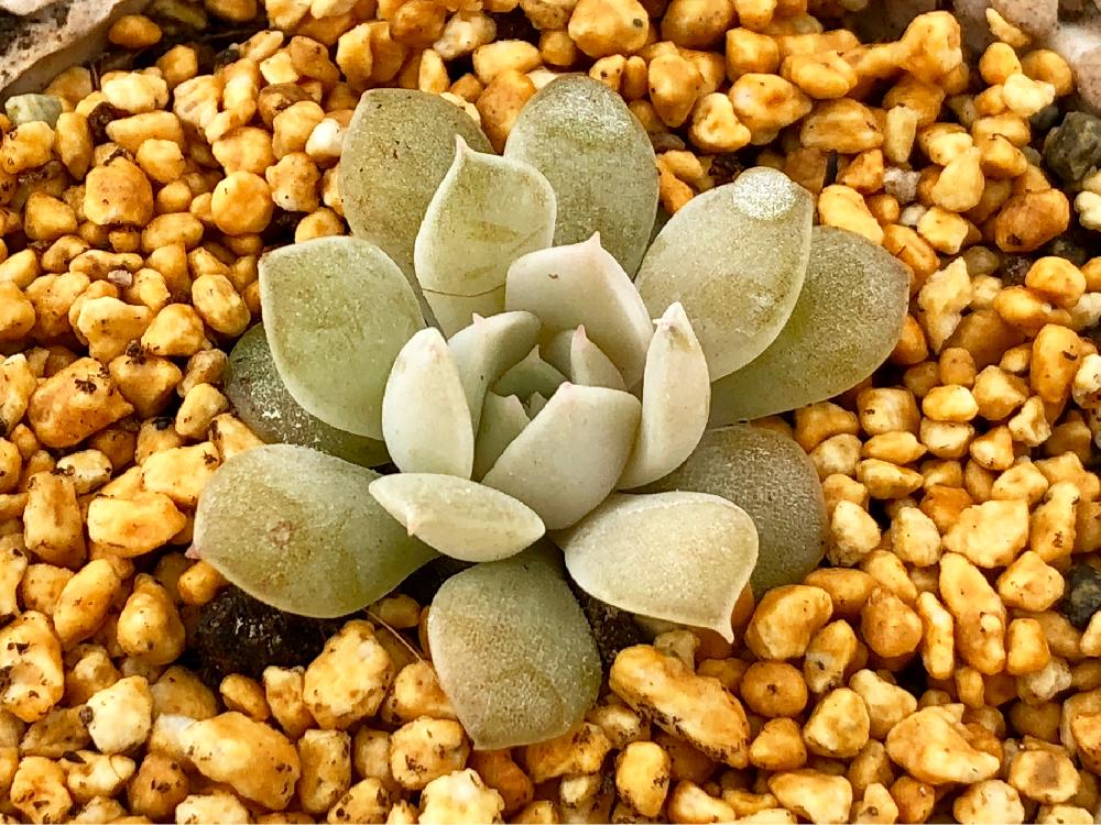 ディフクラテンス 静夜の投稿画像 By コチョコチョさん ディフクラテンスx静夜とはなりき園と多肉植物 17月12月31日 Greensnap グリーンスナップ