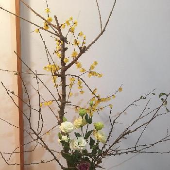 『お正月飾り』コンテストの画像 by 森の小人さん | 玄関と『お正月飾り』コンテストとロウバイの花　と庭の花と庭の花たちとボケ*とお正月とナチュラルスタイルと植物とお花で迎えるお正月と花のある暮らし