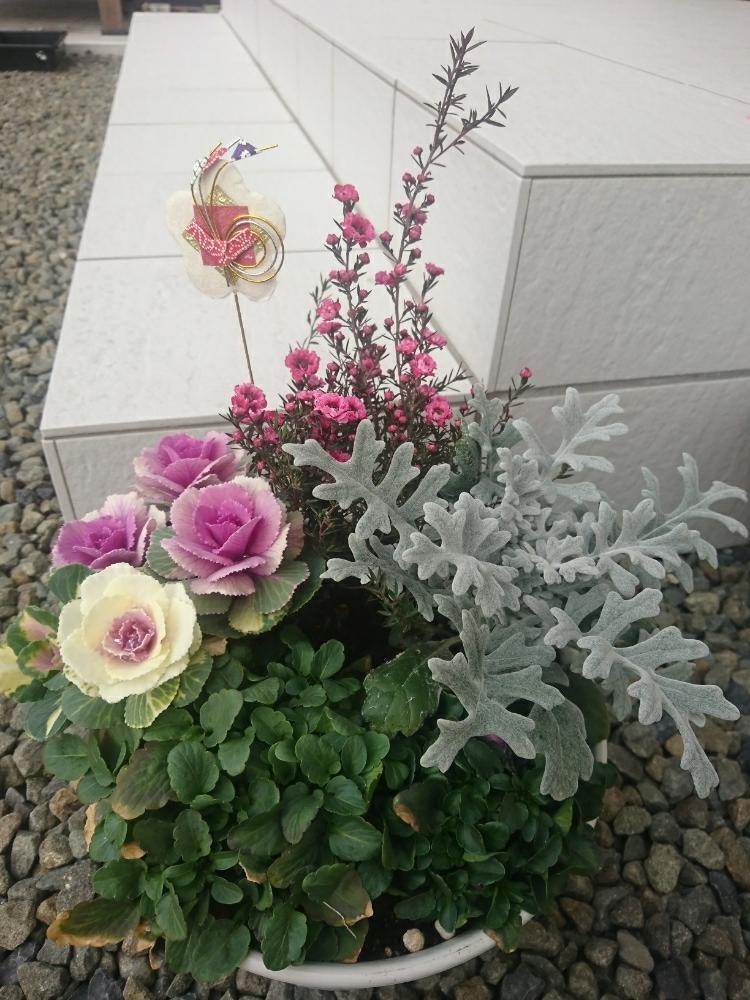 ビオラの投稿画像 By たまさん シロタエギクとスプレー葉牡丹とギョリュウバイと植物とお花で迎えるお正月と寄せ植え初心者と寄せ植えとありがとう 17月12月31日 Greensnap グリーンスナップ