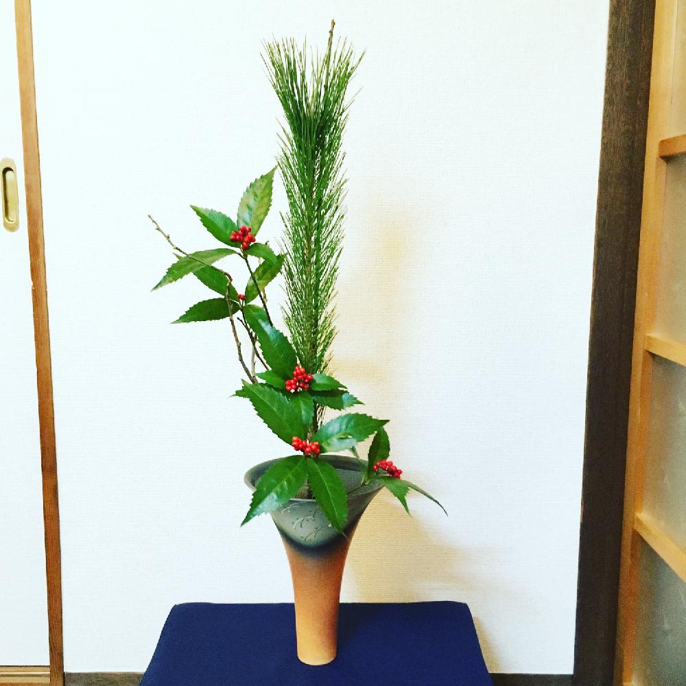 センリョウの投稿画像 By Ogisanさん 若松とウメと植物とお花で迎えるお正月と お正月飾り18 コンテストと生け花 18月1月1日 Greensnap グリーンスナップ センリョウの投稿画像 By Ogisanさん 若松とウメと植物とお花で迎えるお正月と お正月飾り18 コンテストと生け花 18月1月1日 Greensnap グリーンスナップ