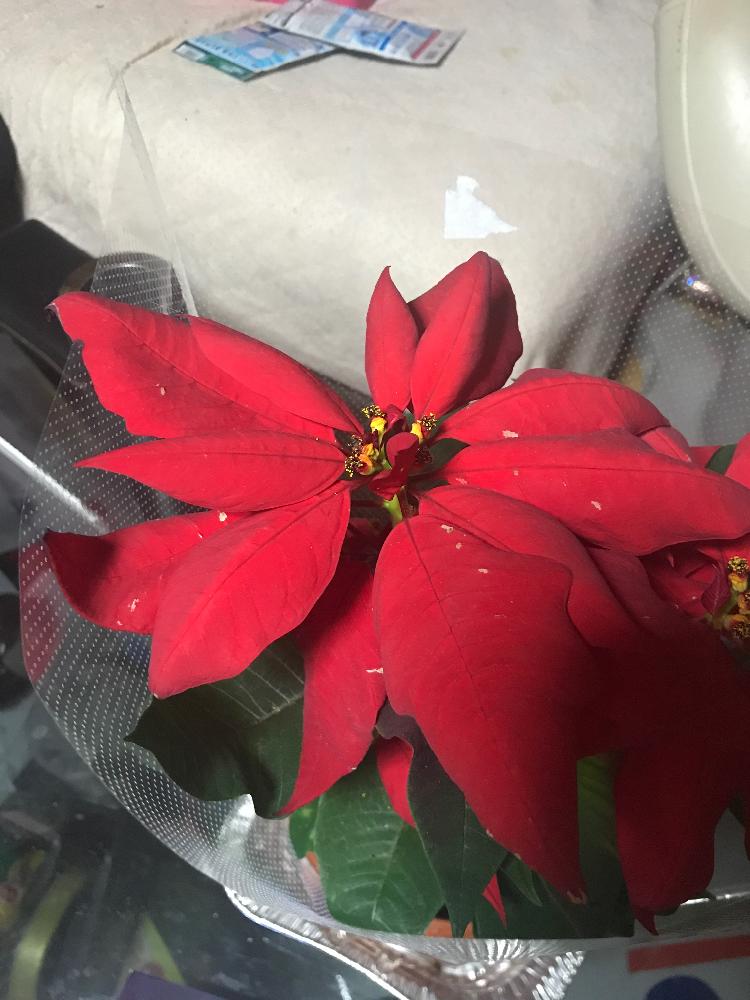 しゃけさんの投稿画像 18月1月1日 Greensnap グリーンスナップ