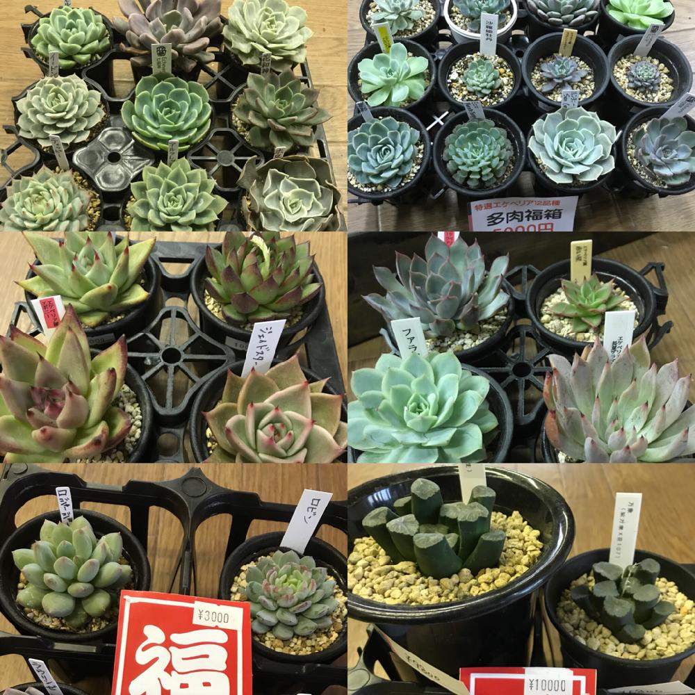 多肉植物の投稿画像 By Blue Leafさん 多肉福袋と植中毒とblueleaf とタニラーと花のある暮らしとblue Leafと多肉 雑花屋blueleafと多肉雑花 Blue Leafと多肉寄せ植えワークショップと宮城多肉販売と俺の多肉植物とバルコニスト 18月1月1日 Greensnap グリーン 多肉植物の投稿画像 By Blue Leafさん 多肉福袋と植中毒とblueleaf とタニラーと花のある暮らしとblue Leafと多肉 雑花屋blueleafと多肉雑花 Blue Leafと多肉寄せ植えワークショップと宮城多肉販売と俺の多肉植物とバルコニスト 18月1月1日 Greensnap グリーン