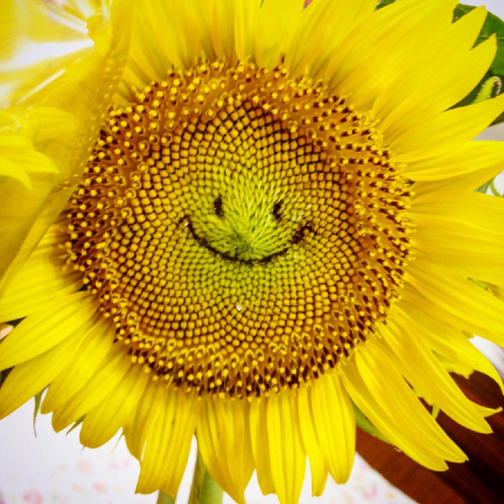 ヒマワリの投稿画像 By Tomatoさん 向日葵と笑顔とスマイル 18月1月2日 Greensnap グリーンスナップ