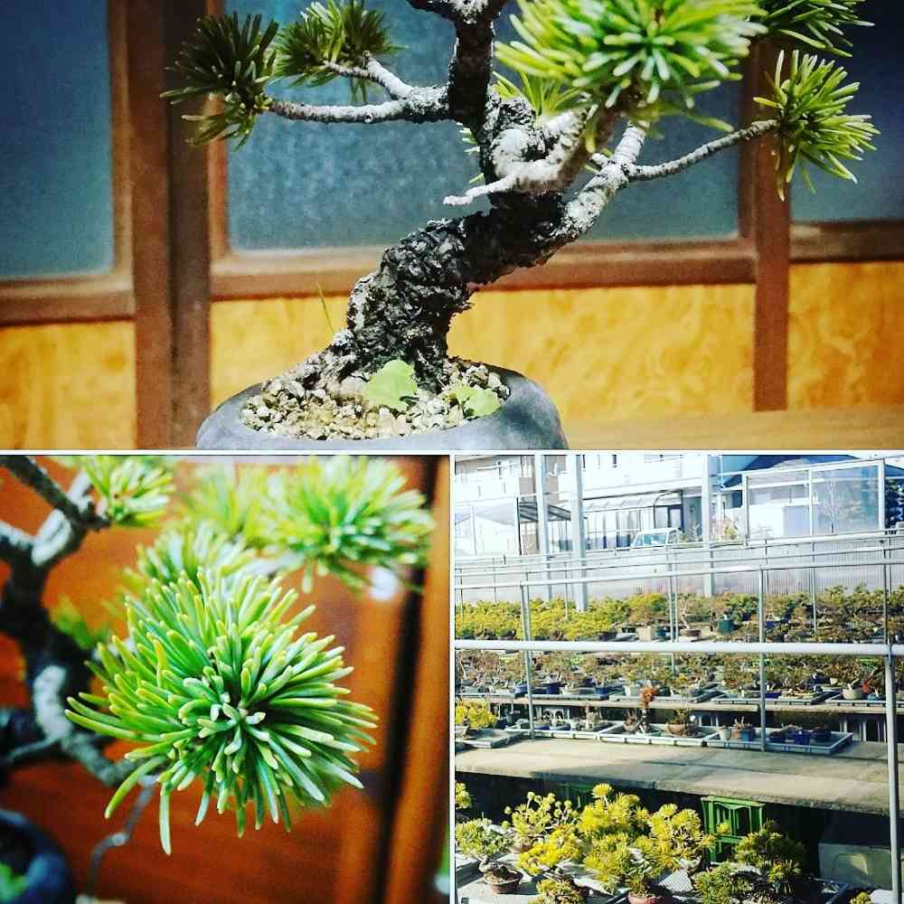 部屋の投稿画像 by fujimaxさん｜盆栽と小品盆栽と本日購入と吾妻