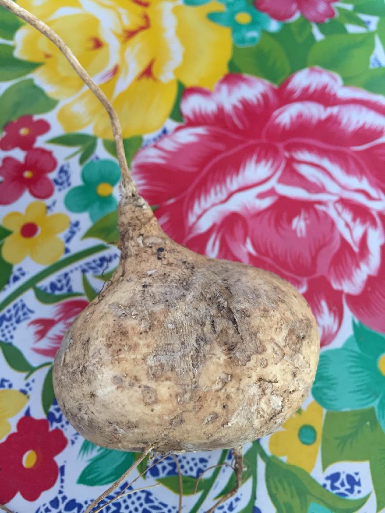 タイの投稿画像 By さちこさん 熱帯果樹とクズイモ 18月1月4日 Greensnap グリーンスナップ タイの投稿画像 By さちこさん 熱帯果樹とクズイモ 18月1月4日 Greensnap グリーンスナップ