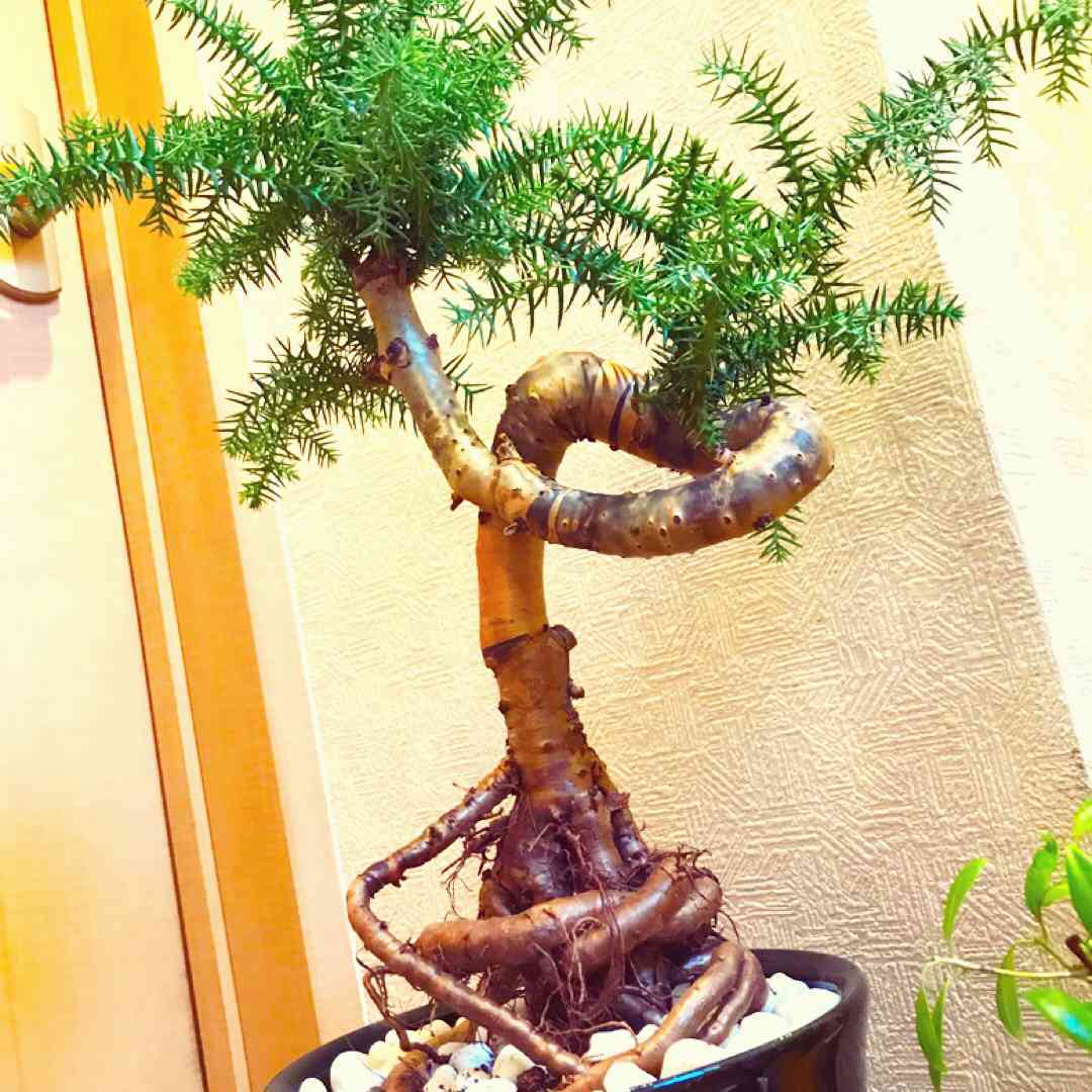 ナンヨウスギ (アローカリア)の一覧|🍀GreenSnap(グリーン ナンヨウスギ (アローカリア)の一覧|🍀GreenSnap(グリーン
