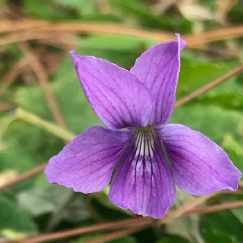 沖縄の山野草の投稿画像一覧 Greensnap グリーンスナップ