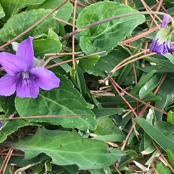 沖縄の山野草の投稿画像一覧 Greensnap グリーンスナップ