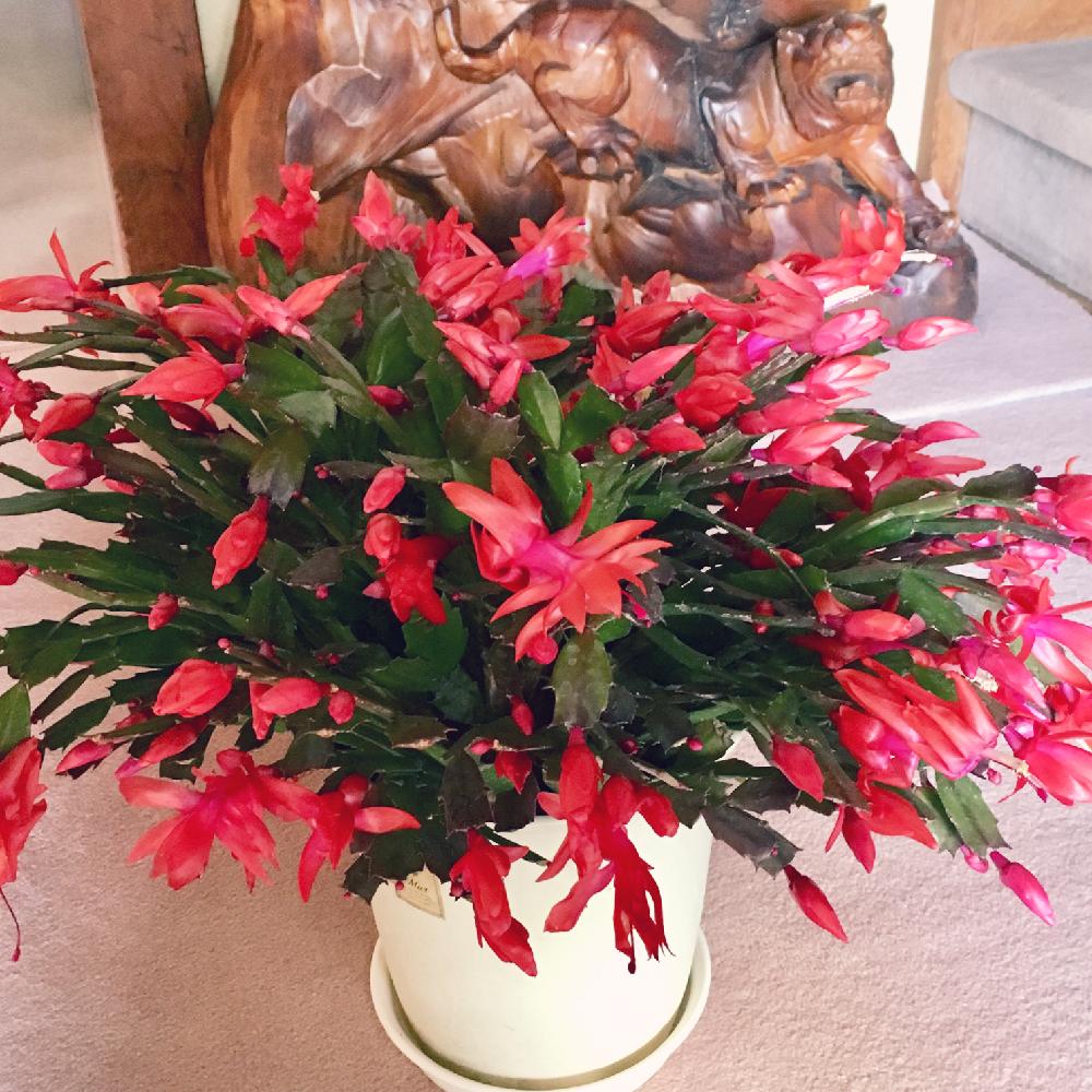 デンマークカクタスの投稿画像 By Muumnさん カニシャボテンとシャコバサボテンと観葉植物と満開とゆるキャラ倶楽部と植物とお花で迎えるお正月と花 のある暮らしと植物愛と階段 廊下と観葉植物と満開とゆるキャラ倶楽部と植物とお花で迎えるお正月と花のある暮らしと植物