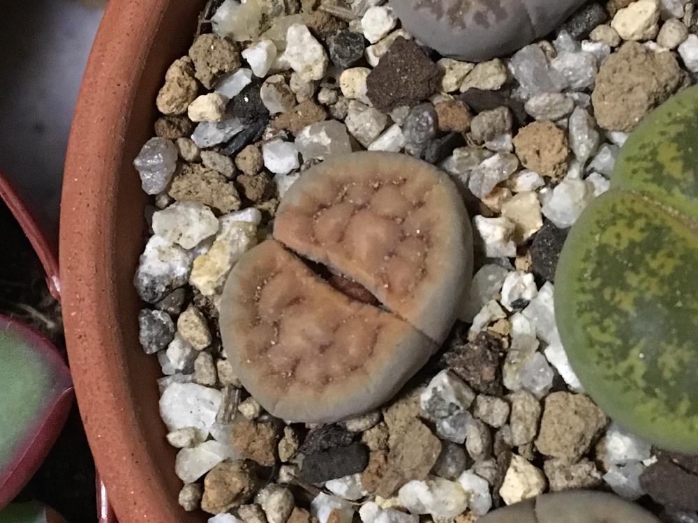 リトープス 花紋玉の投稿画像 By ゆめさん 相談とリトープス属と脱皮 18月1月4日 Greensnap グリーンスナップ