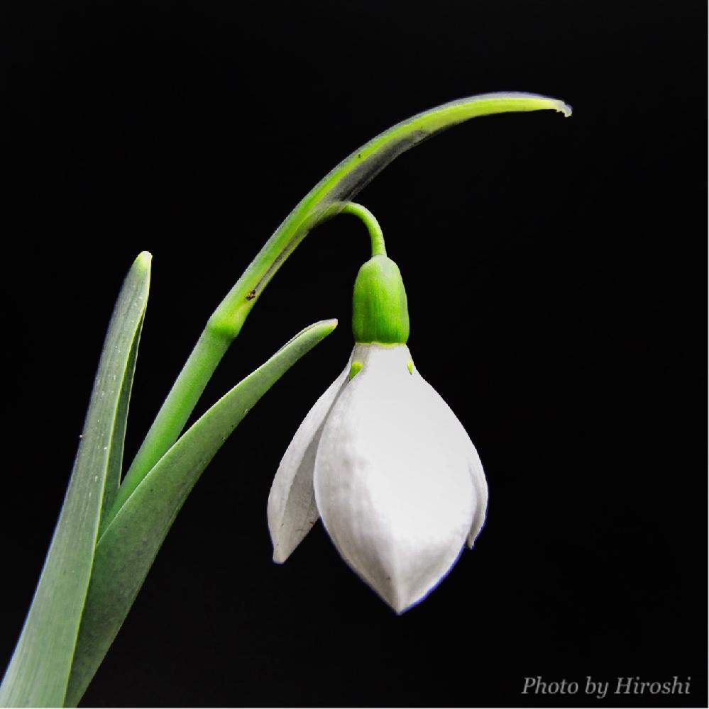 スノードロップの投稿画像 By Pt Yamahiroさん 小さな庭と寒さに負けないと花まっぷと我が家の花達と花壇とフラワーとマイガーデンとgs映えとおはようと植中毒と我が家の花壇とお花畑 と花好きとガーデニングと花のある暮らしとお花とお花好きと寒さに負けないと花まっぷ スノードロップの投稿画像 By Pt Yamahiroさん 小さな庭と寒さに負けないと花まっぷと我が家の花達と花壇とフラワーとマイガーデンとgs映えとおはようと植中毒と我が家の花壇とお花畑 と花好きとガーデニングと花のある暮らしとお花とお花好きと寒さに負けないと花まっぷ