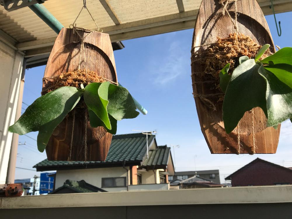 コウモリランの投稿画像 By べいびぃさん コウモリラン ネザランズと全てが初心者とサボテン初心者とビカクシダ板付とコケ初心者とビカクシダ初心者と コウモリラン板付と多肉初心者 18月1月5日 Greensnap グリーンスナップ