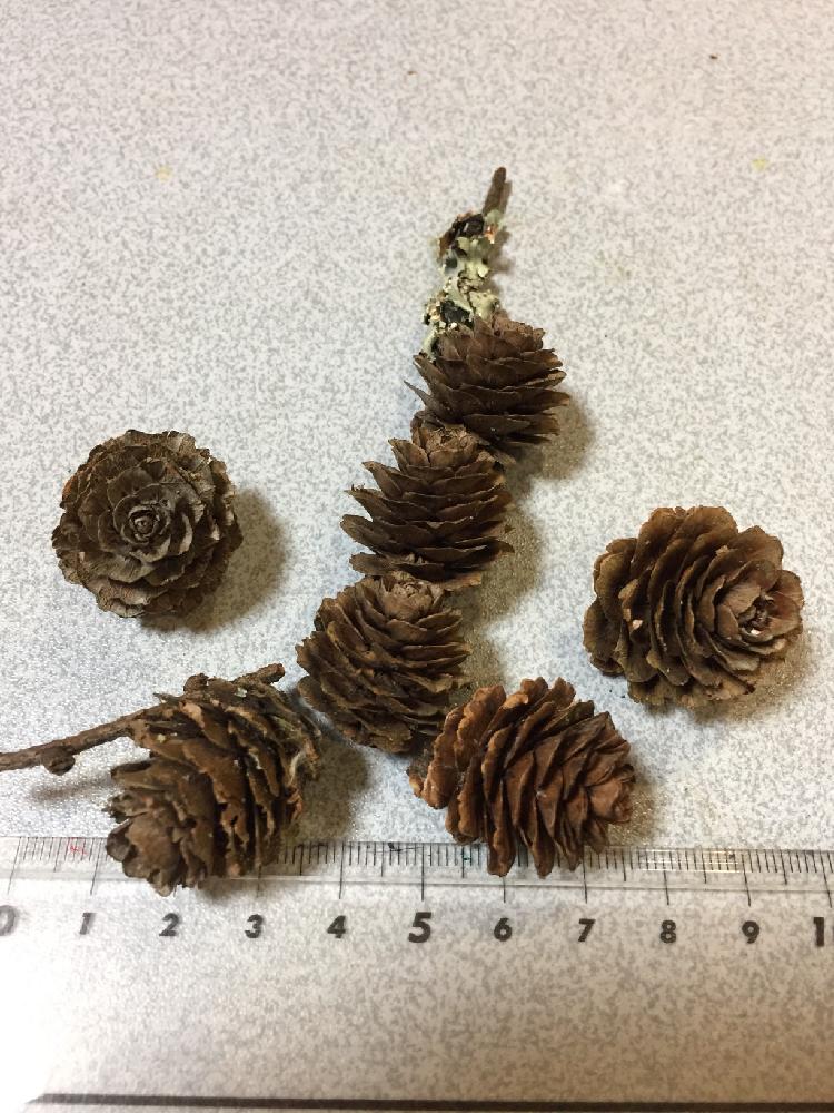 リース材料の投稿画像 By かつママさん 山の中とお寺の境内と山野草とドライフラワー にする とgs映えと植中毒と今日の一枚と花のある暮らしと里山とアウトドアリビングと自然のなかと自生と収穫 18月1月5日 Greensnap グリーンスナップ