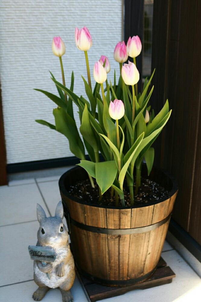 チューリップの投稿画像 By Miyabinecoさん プランターと冬の花と チューリップとピンクと花のある暮らしと球根植物 18月1月5日 Greensnap グリーンスナップ