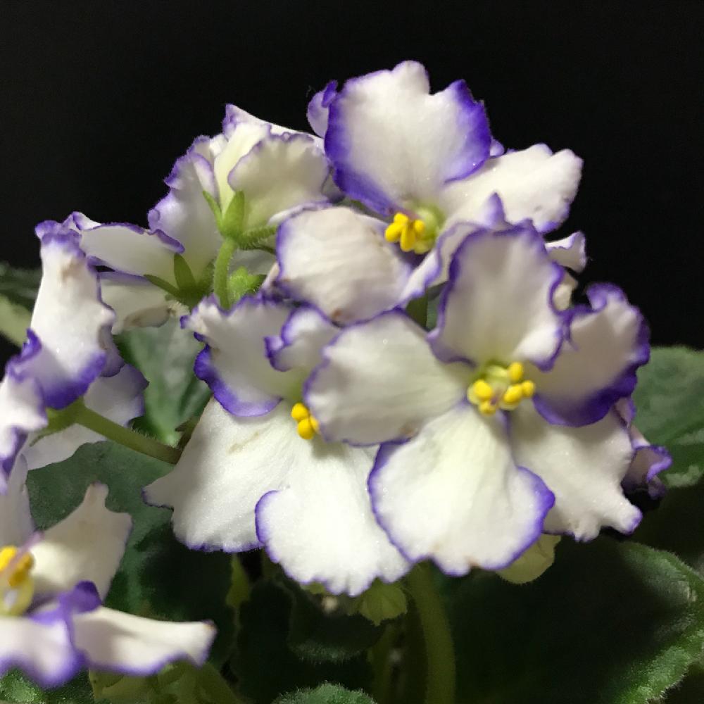 セントポーリアの投稿画像 By Tekさん ホワイトの花と室内花とイワタバコ科と鉢植えとセントポーリア オブティマラ種と四季咲き 18月1月5日 Greensnap グリーンスナップ