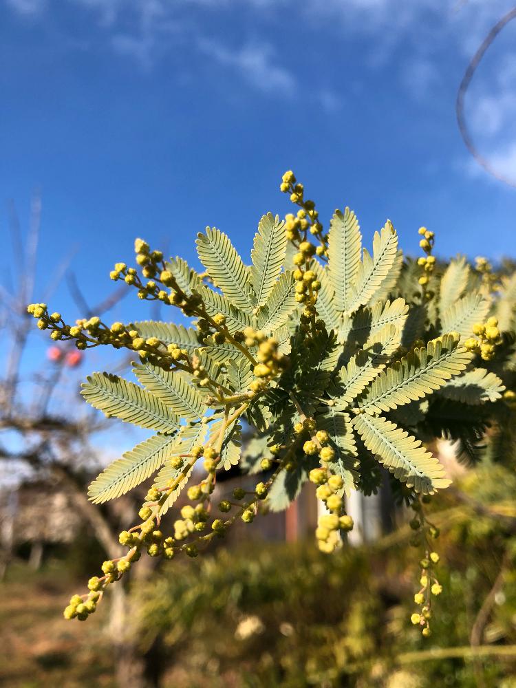 フサアカシアの投稿画像 By あつしさん ミモザとキュンキュン乙女倶楽部とマメ科とアカシア属とネムノキ亜科とつぼみ 18月1月6日 Greensnap グリーンスナップ