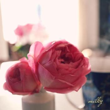 うちのバラの画像 by ミルキーさん | キッチンとボスコベルとかわいいよ✨とGS映えとロザリアンとうちのバラとお茶してます
