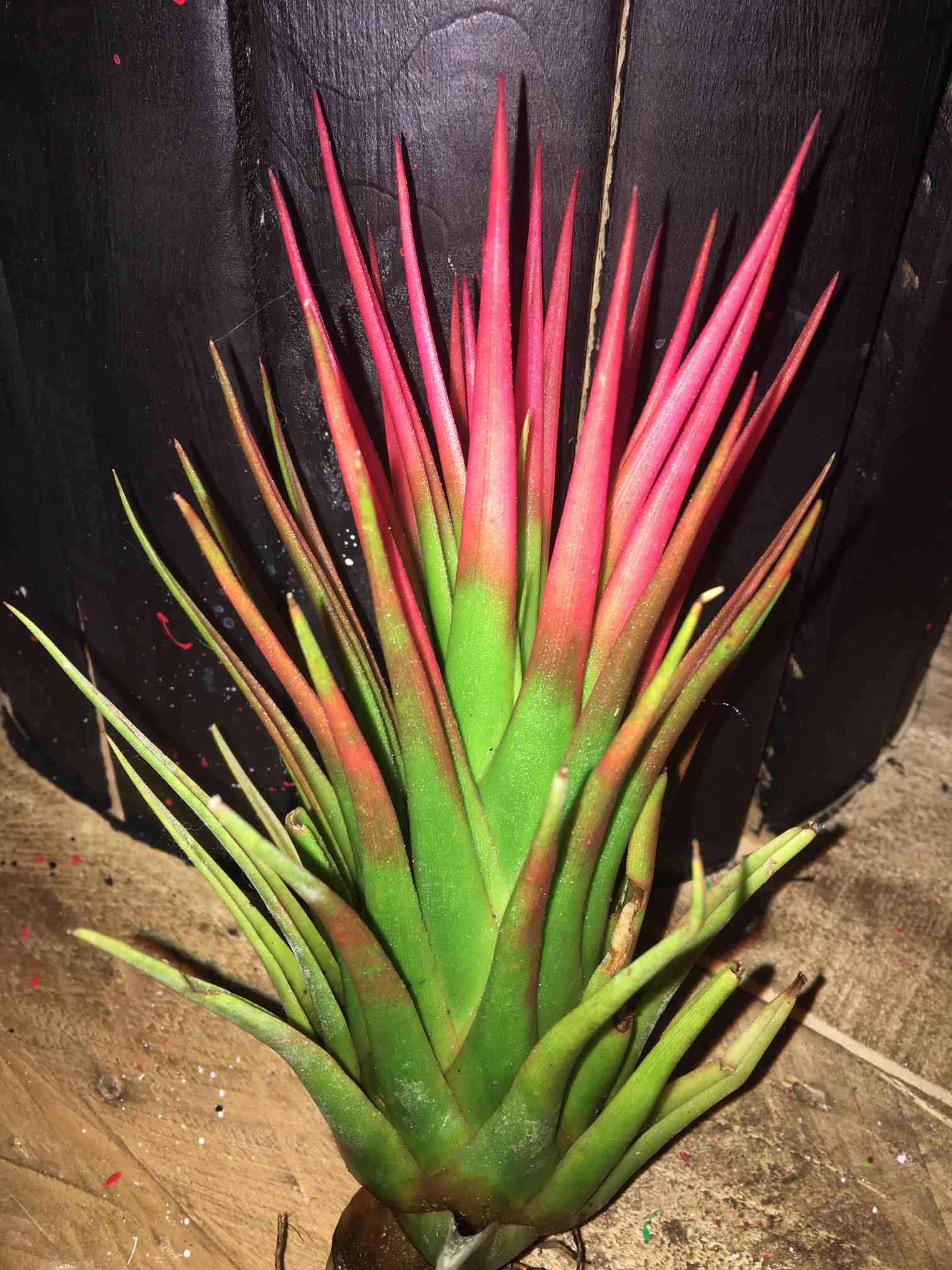 イオナンタ✖️セレリアナ｜🍀GreenSnap（グリーンスナップ）