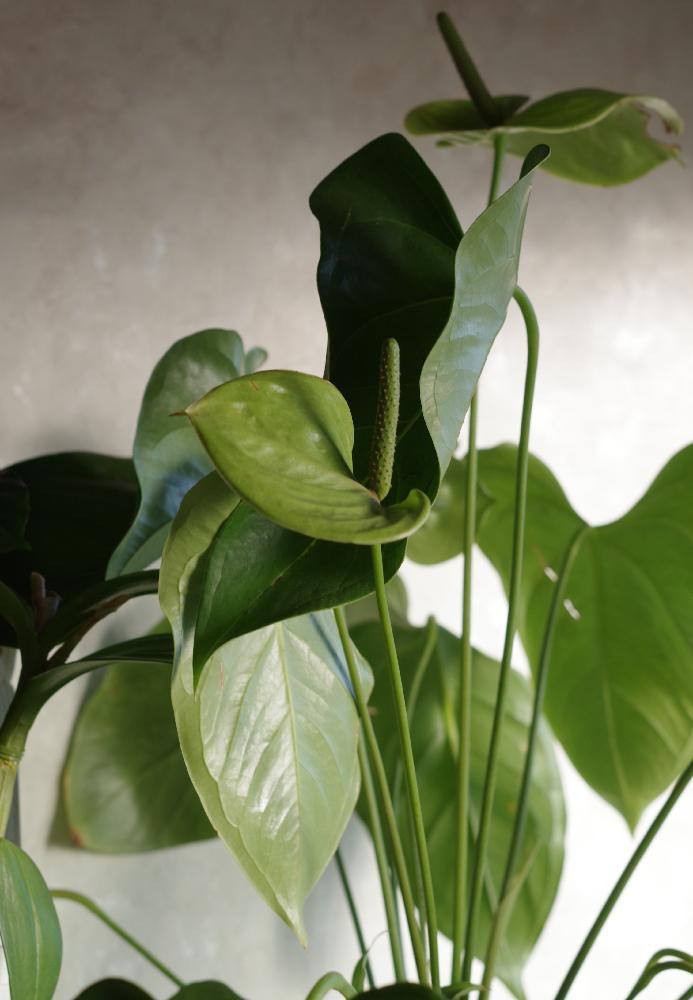 植中毒の投稿画像 By かなさん 観葉植物とアンスリウム緑と玄関とナチュラルスタイルとアンスリウム と植中毒と観葉植物とアンスリウム緑 とナチュラルスタイルとアンスリウム 18月1月6日 Greensnap グリーンスナップ Greensnap グリーンスナップ