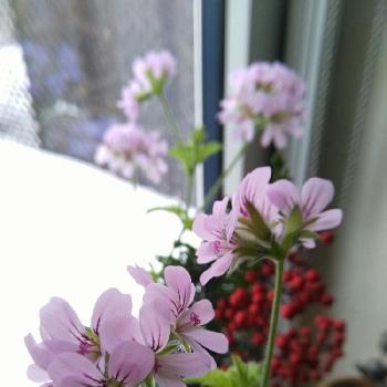 ✿ dayanとお花たち ✿の画像 by dayanさん | 部屋とローズゼラニウムと✿ dayanとお花たち ✿とナチュラルスタイルと花のある暮らしといやされると北海道と大人かわいい♪とdayanのおうち