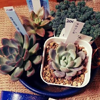 野原園芸の投稿画像一覧 Greensnap グリーンスナップ