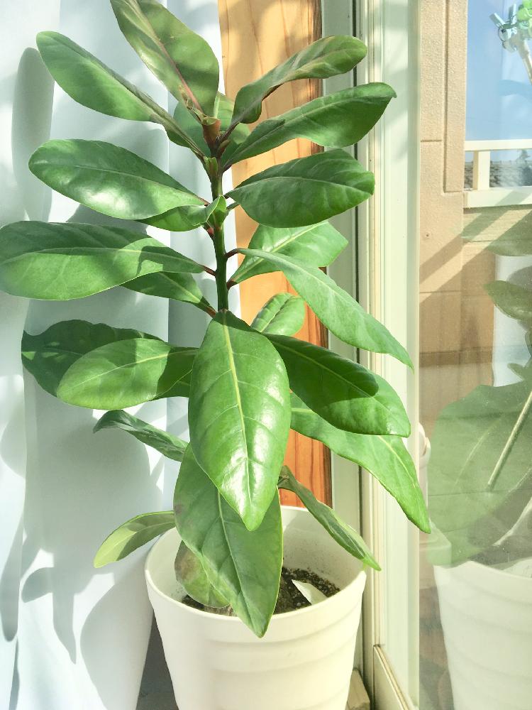 バリントニアの投稿画像 By 兎吉さん 窓辺とゴバンノアシと青葉と鉢植えと植中毒とゴバンノアシと青葉と鉢植えと植中毒 18月1月7日 Greensnap グリーンスナップ Greensnap グリーンスナップ