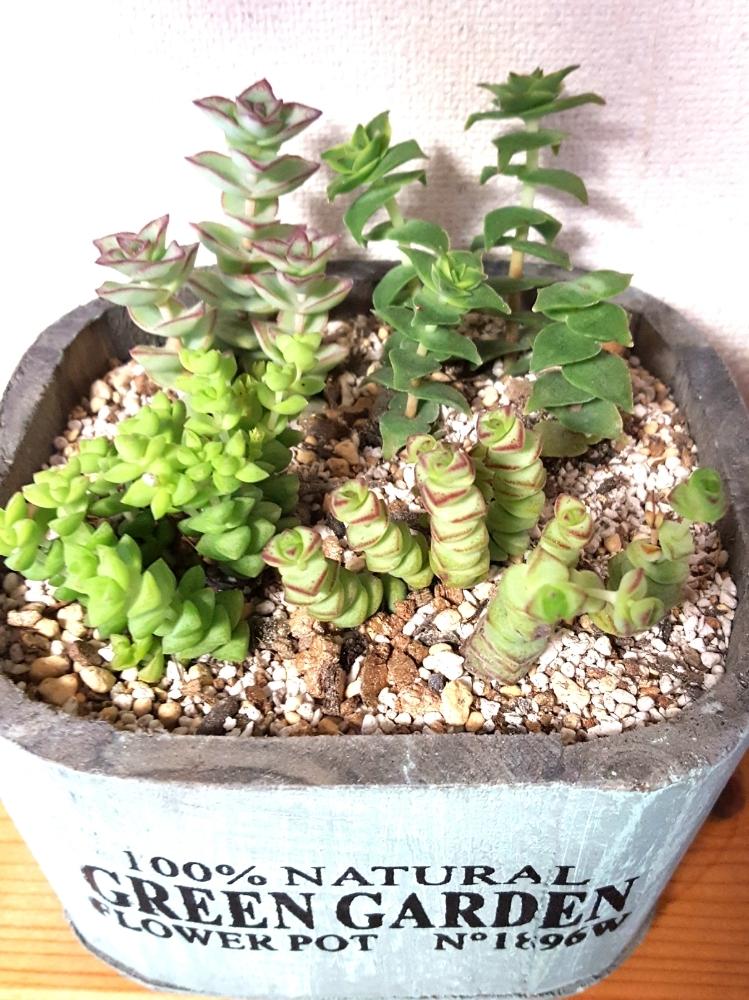 南十字星の投稿画像 By さっつさん 星の王子と舞乙女と姫星 と星の王子さまと初めての冬越しと姫星 と冬に負けない とクラッスラ属 南十字星と 舞乙女とタニク初心者 18月1月7日 Greensnap グリーンスナップ