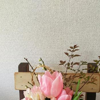 ナンテンの葉の画像 by mokamoka01さん | 玄関と 梅の花と葉牡丹！とナンテンの葉と チューリップと今日の一枚と植物とお花で迎えるお正月と五葉松。