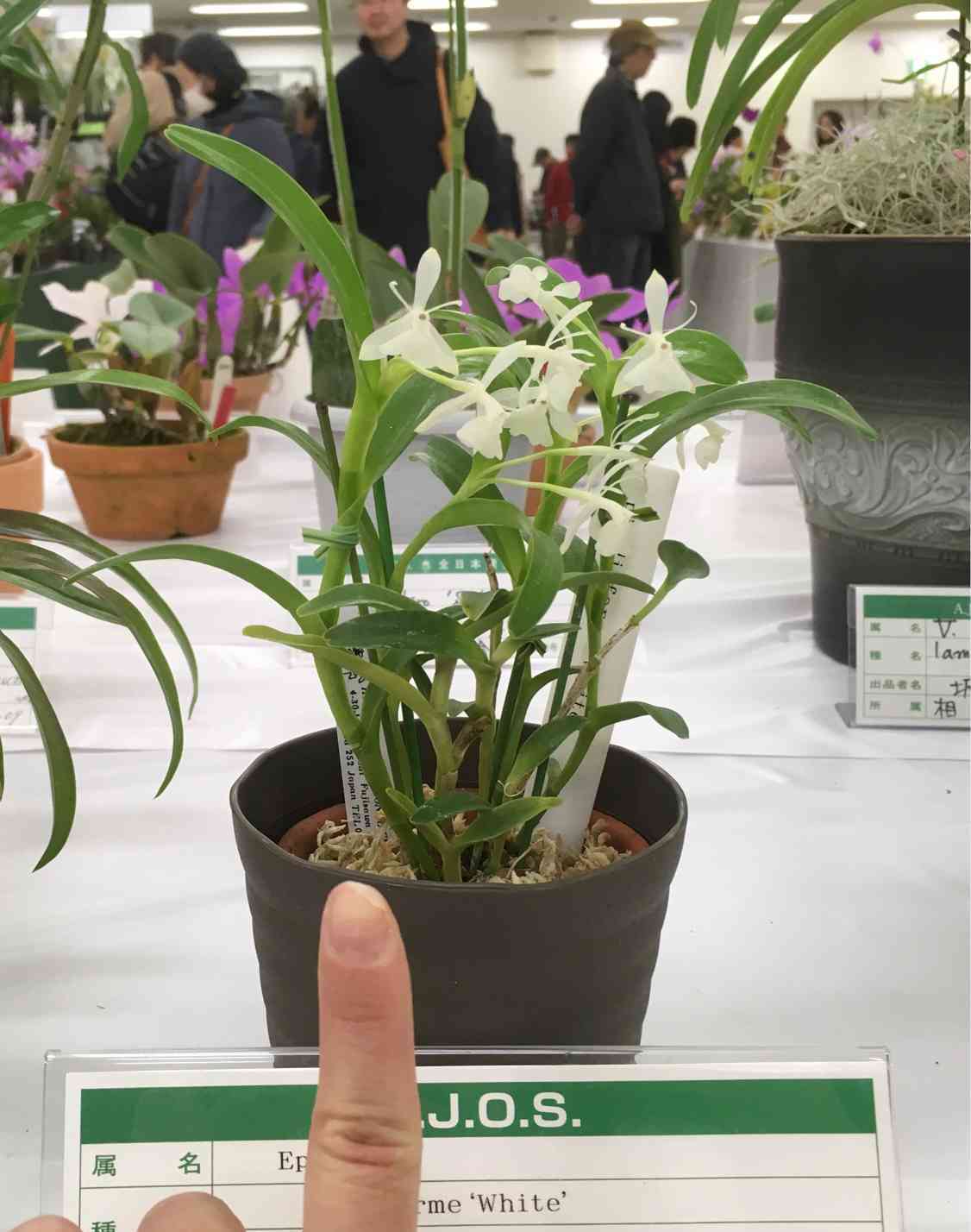 Cymbidium 洋蘭 原種 シンビジューム Cym. eburneum 花芽付き