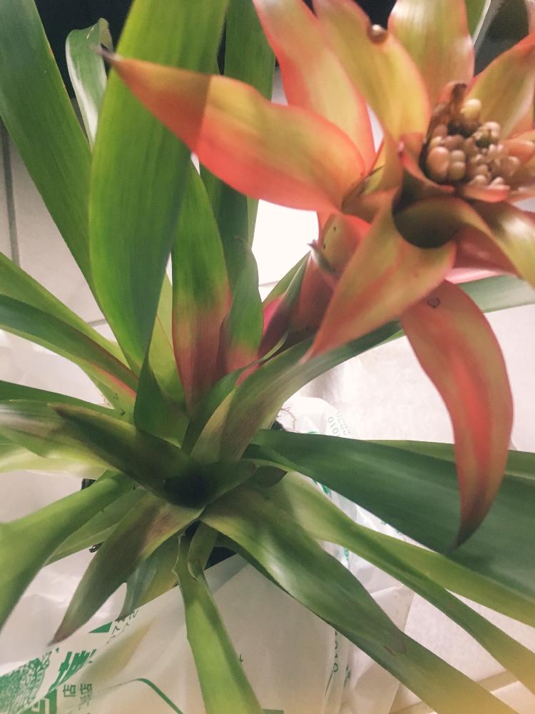 グズマニアの投稿画像 By 鈴蘭さん 植物のある暮らしとボタニカルライフとグズマニア属とno Green No Lifeと植欲と植中毒と今日の一枚と子株とアナナスと新入りさんと花のある暮らし 18月1月7日 Greensnap グリーンスナップ