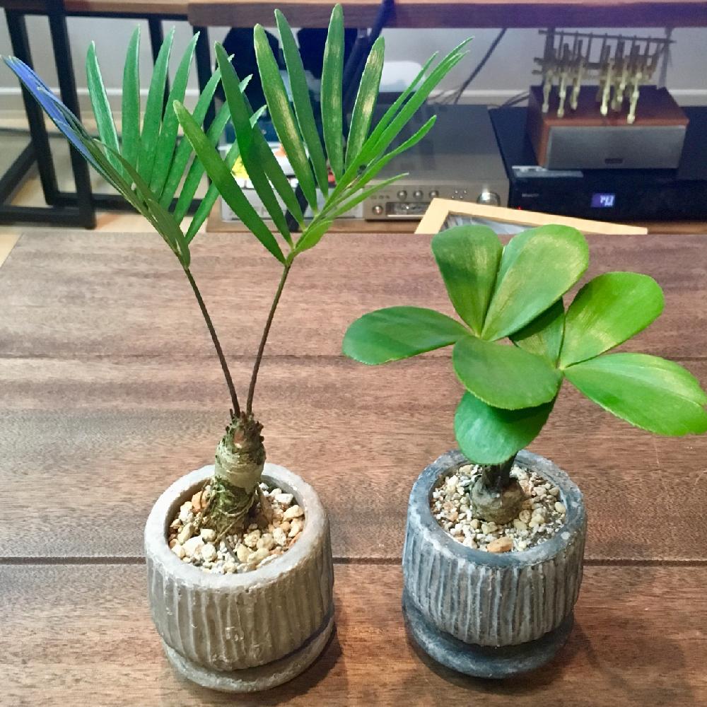 ザミア フロリダーナの投稿画像 By ｼﾞﾝｺﾞﾛさん ザミア プミラとザミアとチルアウトとgs映えとエンゲイ係数高めと植中毒と上昇するエンゲイ係数とわびさびとタニラーとそう Iphoneならね とバルコニスト 18月1月7日 Greensnap グリーンスナップ