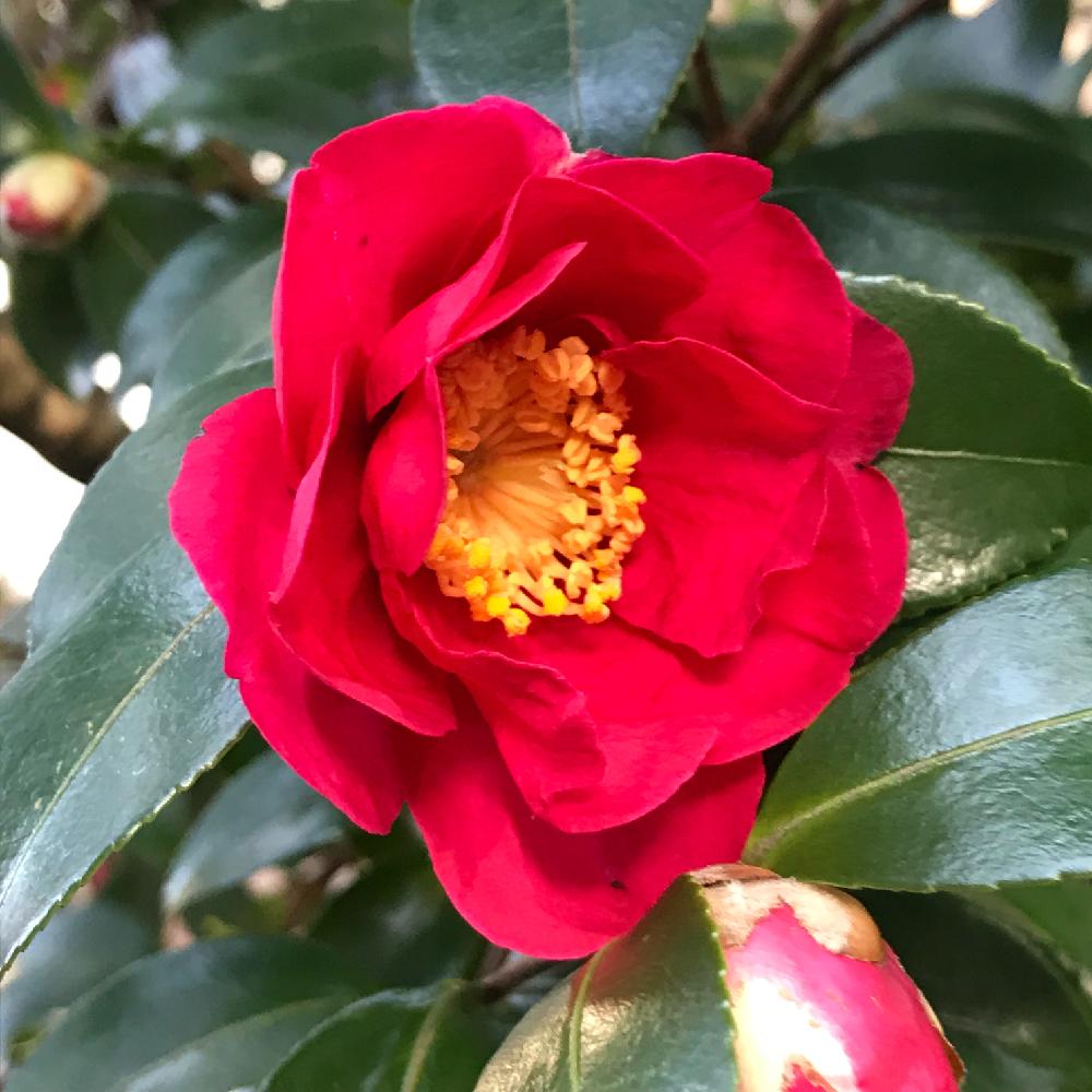 山茶花の投稿画像 By ゆみこさんさん お出かけ先と18燃えるような赤と18燃えるような赤 18月1月7日 Greensnap グリーンスナップ Greensnap グリーンスナップ