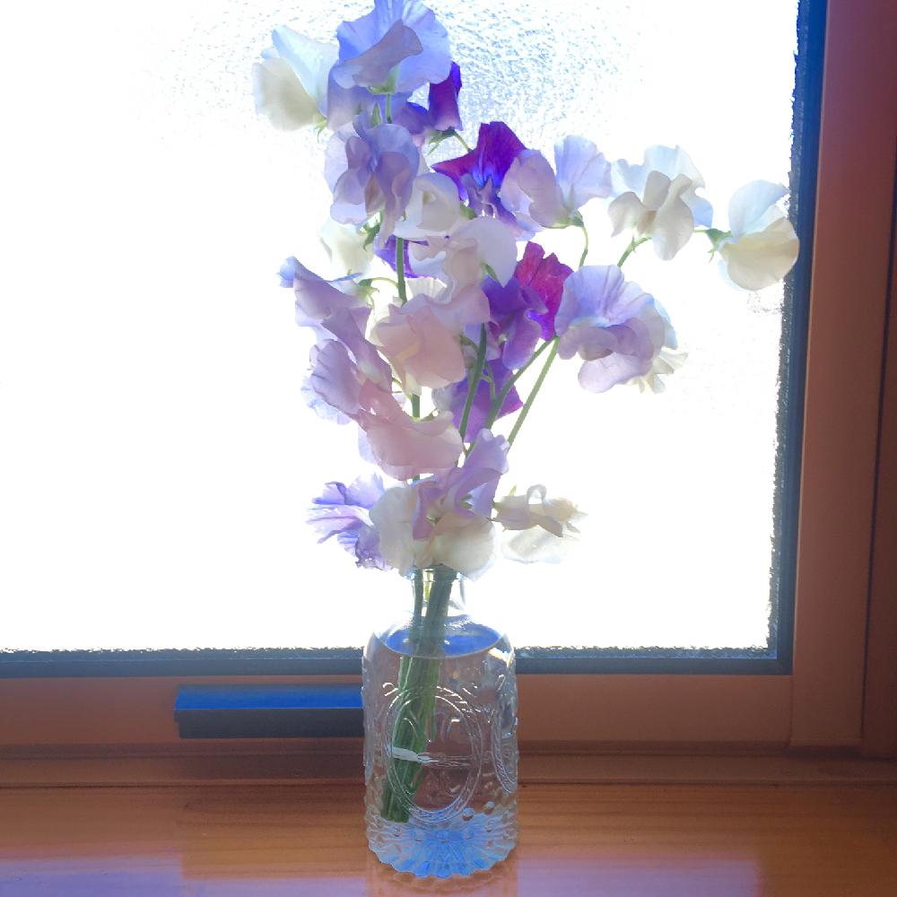 スイートピーの投稿画像 By Makiさん 季節の花と彩りといい香りと花のある暮らしと切り花 18月1月8日 Greensnap グリーンスナップ