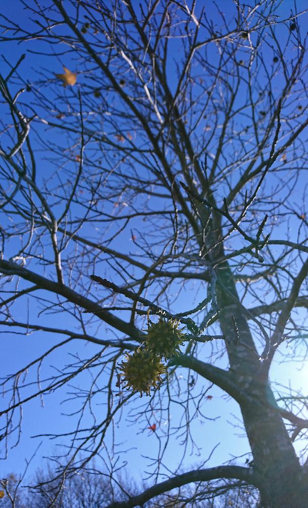 アメリカフウと実の投稿画像 By Sengoku Kotonoさん 今日の木と木の実と植中毒と変わった名前 18月1月9日 Greensnap グリーンスナップ