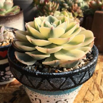 高額多肉の投稿画像一覧 Greensnap グリーンスナップ