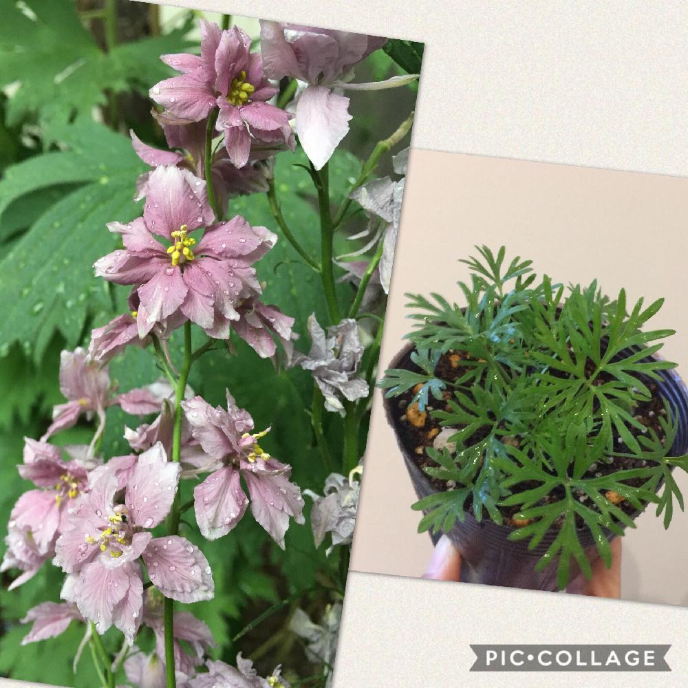 ラークスパー アールグレイの投稿画像 By Konaさん チドリソウと種蒔きと植中毒と花のある暮らしと種蒔きと植中毒と花のある暮らし 18月1月10日 Greensnap グリーンスナップ Greensnap グリーンスナップ