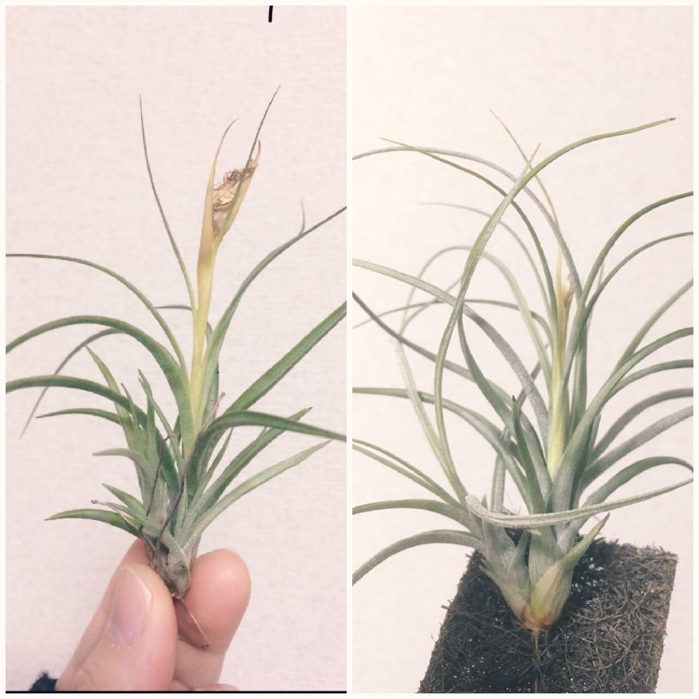 ムーンライトの投稿画像 By 鈴蘭さん 着生植物とエアプランツ チランジアと植物のある暮らしとボタニカルライフとダイソーと成長中とno Green No Lifeとエアプランツとエアープランツ チランジア 18月1月10日 Greensnap グリーンスナップ