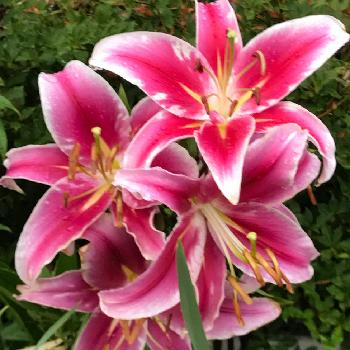 ユリ スターゲイザーの投稿画像一覧 Greensnap グリーンスナップ