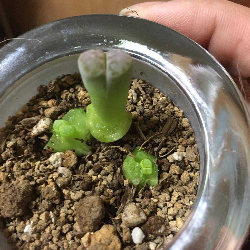 マイ徒長ープスをブラックジャック 完結 Greensnap グリーンスナップ