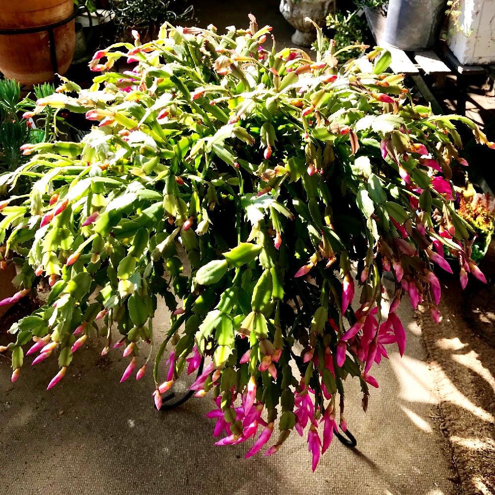 シャコバサボテンの投稿画像 By ママワンさん 直径マニアととぎ汁効果とゴイスーとシャコバサボテンの花と我が家の育ちまくりシリーズ 18月1月11日 Greensnap グリーンスナップ