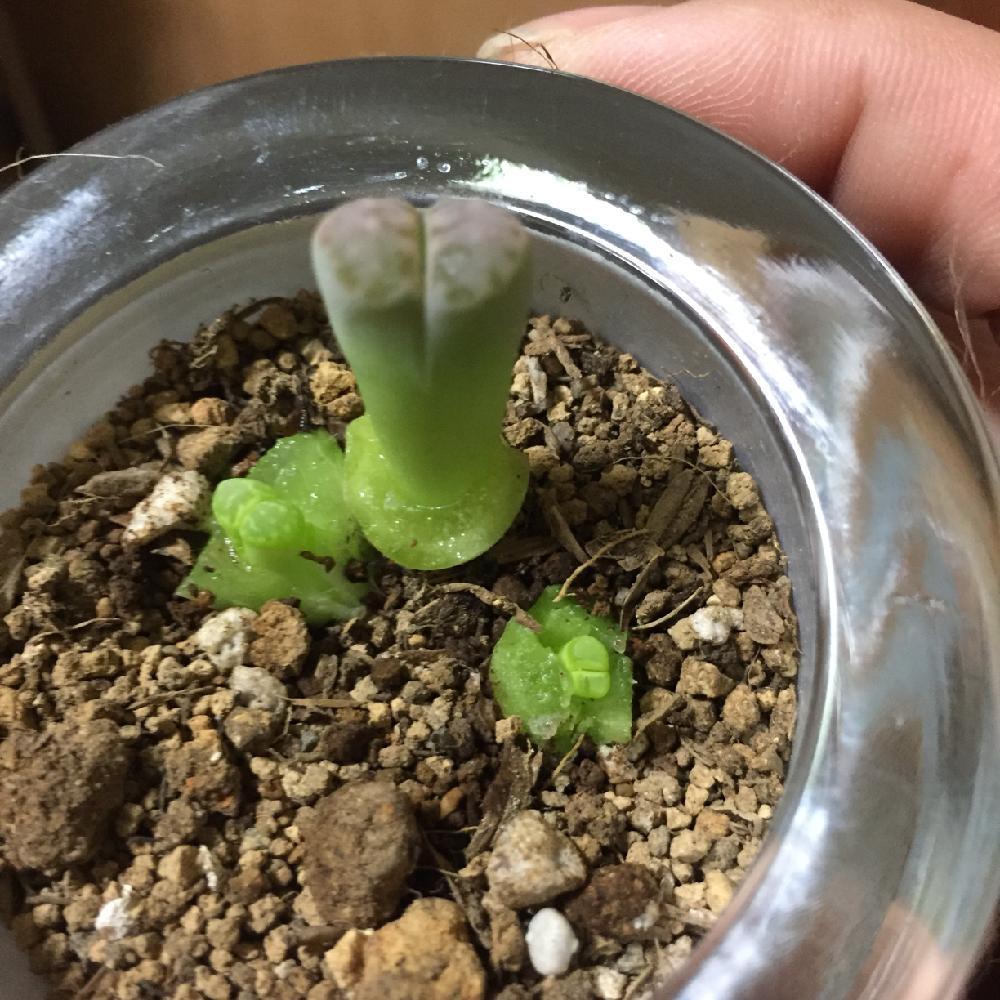 術後リトープス成長日記 完結 Greensnap グリーンスナップ