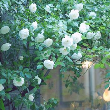 うちの薔薇たち•••laurelの画像 by ローレルさん | エクステリアと花のある暮らしとアイスバーグ！とつるアイスバーグバラと白いバラとうちの薔薇たち•••laurel