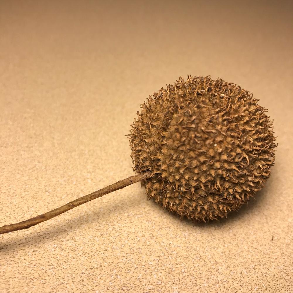 これは何の実でしょうか Greensnap グリーンスナップ