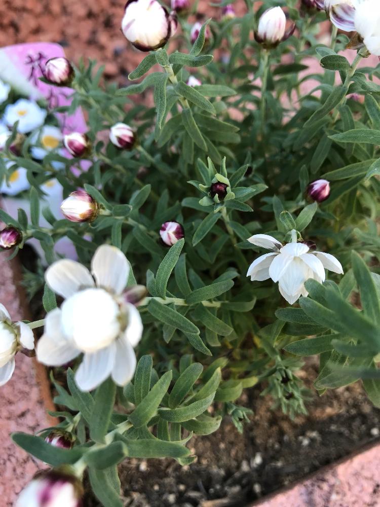 花かんざしの投稿画像 By もんちっちさん 花壇と小さい花壇 18月1月14日 Greensnap グリーンスナップ