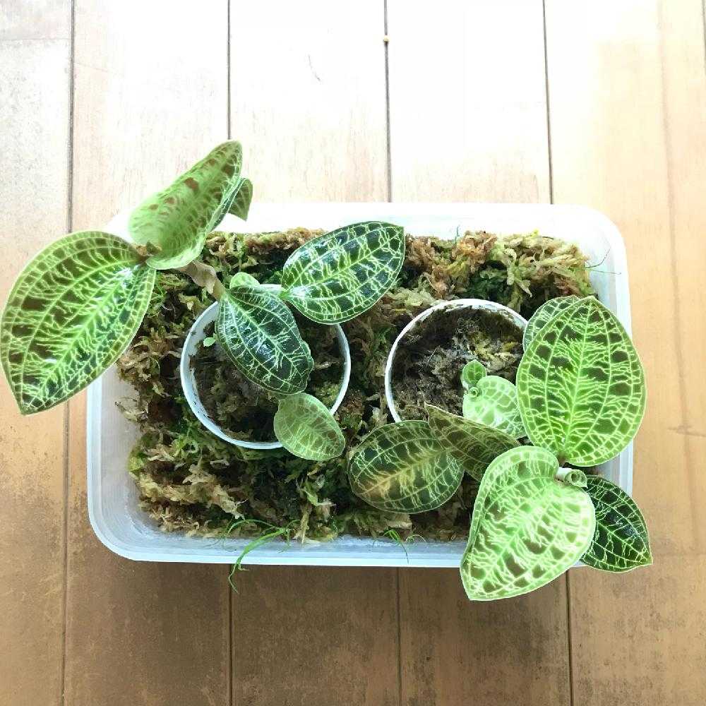 マコデスペトラの水苔交換 Greensnap グリーンスナップ