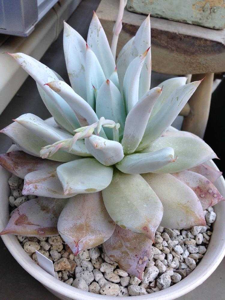 メキシカンジャイアント初めて育ててこうなった(^_^;)｜🍀GreenSnap